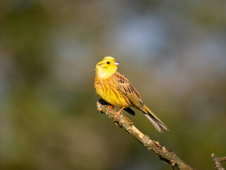 Goldammer (Emberiza citrinella)