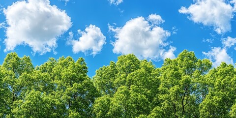 Obraz premium Lush green trees create a stunning contrast against the bright blue sky, showcasing the beauty of nature with vibrant green trees beautifully complementing the serene blue sky.
