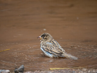 Haussperling (Passer domesticus)
