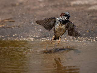 Haussperling (Passer domesticus)