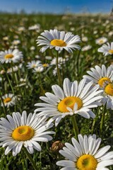 Obraz premium Daisy fresh flowers, spring field over blue sky 