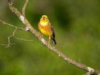 Goldammer (Emberiza citrinella)