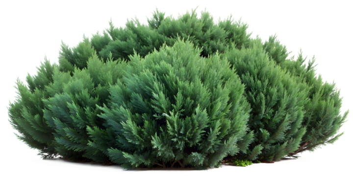 Dense green evergreen bush with compact foliage, isolated on transparent background. PNG, cutouts, and clipping path included.