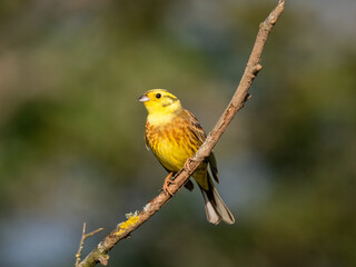 Goldammer (Emberiza citrinella)