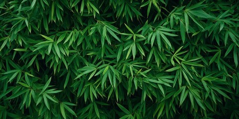 Bamboo leaves create a beautiful wall of green during the rainy season, enhancing the natural scenery with their vibrant hues. The bamboo leaves thrive in the moist environment of the rainy season.