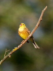 Goldammer (Emberiza citrinella)