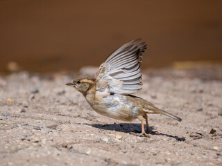 Haussperling (Passer domesticus)