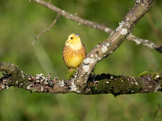 Goldammer (Emberiza citrinella)