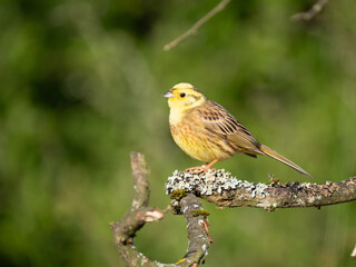Goldammer (Emberiza citrinella)