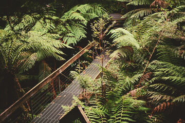 Naklejka premium A walkway in a rainforest, surrounded by tree ferns