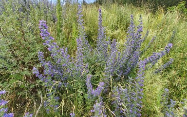 Obraz premium Lavender