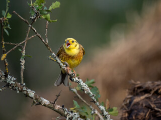 Goldammer (Emberiza citrinella)