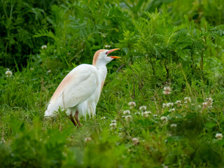 Kuhreiher (Bubulcus ibis) und Wasserb&uuml;ffel