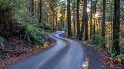Obraz premium Winding road through a redwood forest at sunset.