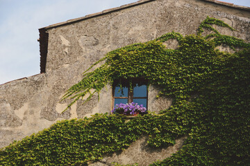 Traditional cottage with the façade covered in vines and a flower box