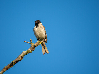 Obraz premium Rohrammer&nbsp;(Emberiza schoeniclus)