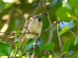 Feldsperling oder Feldspatz (Passer montanus)