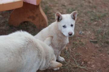 Obraz premium Mother dog shows love to her child
