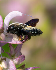 Blaue Holzbiene (Xylocopa violacea)