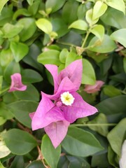 Obraz premium Bougainvillea is a semi-climbing shrub, ranging in size from small to large bushes, with thorns along the stems. Leaves are simple, alternate with branches or at an angle, covered with a little hair, 