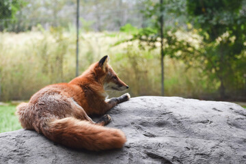 Close up red fox lay on a rock and staring far away