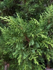 close up of pine tree
