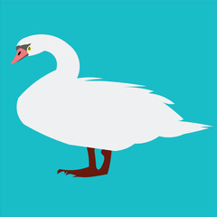 Fototapeta premium swan bird vector illustration design clean and unique latest 