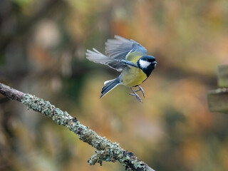 Kohlmeise (Parus major)     