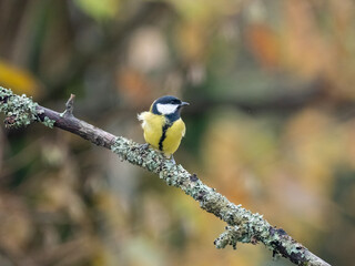 Kohlmeise (Parus major)       