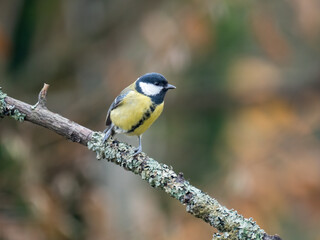 Obraz premium Kohlmeise (Parus major)