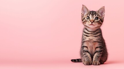 Fototapeta premium Bengal cat on a solid background.