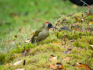 Grünspecht (Picus viridis)
