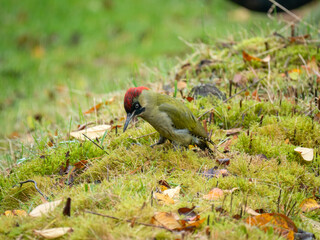 Grünspecht (Picus viridis)