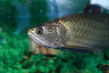 Close-up of an Asian Arowana fish swimming in an aquarium. The fish's scales shimmer. Asian Arowana...