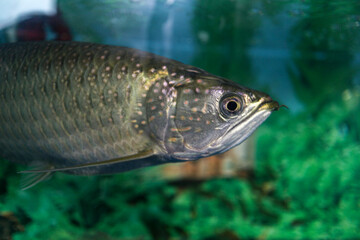 Fototapeta premium Close-up of an Asian arowana fish swimming in an aquarium. Its scales shimmer beautifully against green background. Asian Arowana Fish in Aquarium.