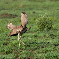 a Kori bustard in full display