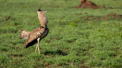 Fototapeta premium a Kori bustard in full display