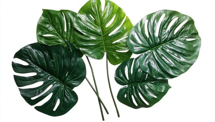 Fototapeta premium Vibrant Green Monstera Leaves: A Tropical Delight, Lush Foliage, Exotic Plants, Perfect for Home Decor, Nature's Beauty, Stunning Greenery