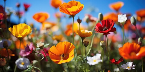 Obraz premium field of tulips