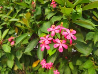 Obraz premium Little pink and white flowers in macro perspective 
