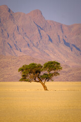  A solitary tree stands resilient in the vast golden plains, captured from the Elim Dunes. Framed by the Namibian mountains bathed in the warm hues of sunset, it exudes timeless beauty.