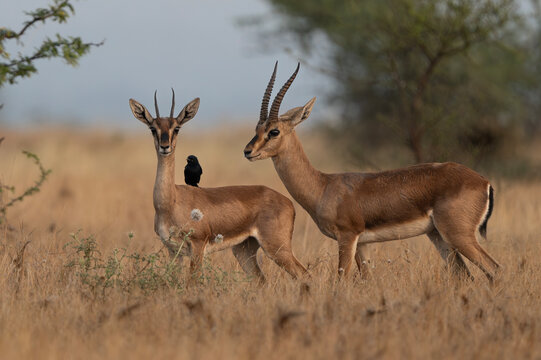 Indian gazelle or chinkara pair at bhigwan grassland , India