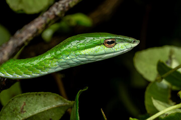Ahaetulla perroteti, commonly known as the bronze-headed vine snake or the Western Ghats bronzeback