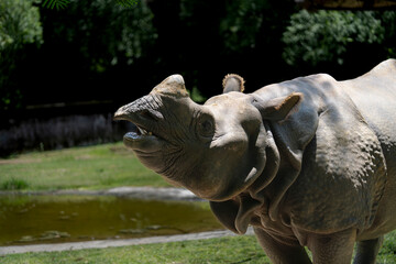 Fototapeta premium Indian rhinoceros or Great Indian rhinoceros 