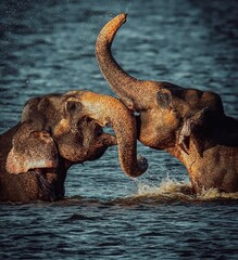 elephant in the sea © Samiya