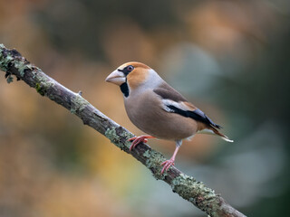 Obraz premium Kernbeißer&nbsp;(Coccothraustes coccothraustes)