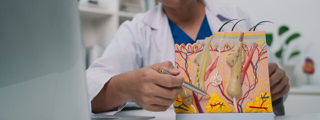 banner background of The dermatologist used a model to explain skin anatomy, focusing on the epidermis's structure and the importance of proper care in medicine for maintaining healthy skin.