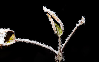 A leaf is covered in snow and ice