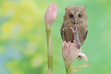 A young Javan scops owl preys on a baby mouse in a wildflower. This nocturnal bird has the...
