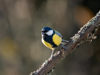 Fototapeta premium Kohlmeise (Parus major)